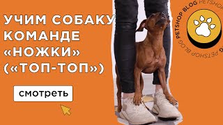 Как научить собаку команде quotножкиquot quotДомикquot или quotТоптопquot Учим собаку ходить на наших ногах [upl. by Sivia]