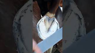 ASMR Hoof Cleaning farrier horse [upl. by Yenor]