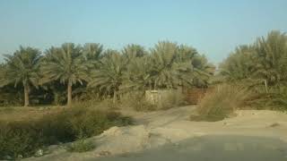 Al Ahsa Saudi Arabia  Largest oasis in the world [upl. by Joappa555]