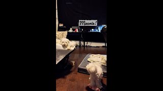 Milou hides Maxs treat [upl. by Anifesoj]