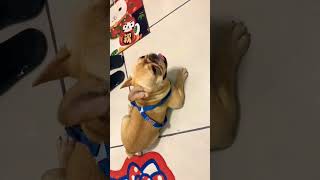 Who is so adorable out therefunnyvideocute dog doglover shorts shortsvideo shortsfeed short [upl. by Burwell]