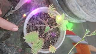 Groging the Sensitive Plant  Mimosa Pudica  লজ্জাবতী গাছ [upl. by Ydieh]