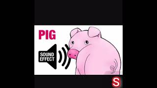 Pig grunting Sound [upl. by Steffane]