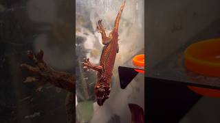 How you make 6Stipe Gargoyle Geckos [upl. by Ecirp]