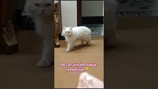 Game of statue cat kitties lovestatus trendingvideo catlover [upl. by Dirgni]