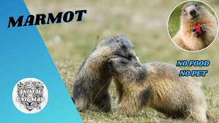 Marmot  No Food No Pet  AnimalEnigmas [upl. by Starlene]