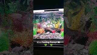 Tetra feeding frenzy aquarium plantedtank tetrafish tetras [upl. by Nnovahs900]