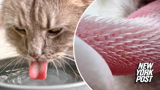 A cat’s tongue looks ‘terrifying’ up close — but there’s a reason why [upl. by Anialeh]