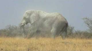 Huge bull elephant in Etosha National Park [upl. by Osi]