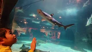 Ripleys Aquarium of the Smokies  Gatlinburg TN [upl. by Ainitsirk]