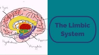 The Limbic System [upl. by Niwdog]