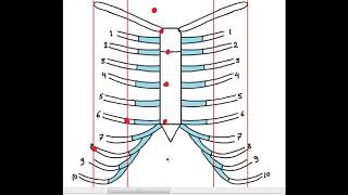 Lungs pleura pleural cavity pleural recesses –Lungs [upl. by Mackler]