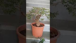 How To Make Bonsai  Acacia Bonsai Tree Styling shorts [upl. by Slen]