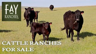 2024 Cattle Ranches For Sale  Fay Ranches [upl. by Egidio626]