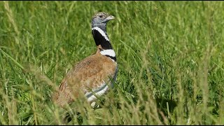 outarde canepetière et oedième criard [upl. by Assertal]