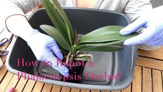 Repotting a Phalaenopsis Orchid  Beginner Care Tips [upl. by Sulohcin]