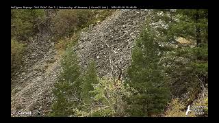 Hellgate Osprey  Wonder Who Somebirdy Has A Fish AND Migration Info  Wed 91824 clip1 [upl. by Aohsoj]