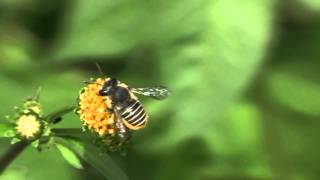 Leafcutter Bee Megachile  Blattschneiderbiene [upl. by Angie]