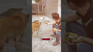 Este Perro Rechazó un Trozo de Pollo y lo Que Hizo Después Te Sorprenderá 😮 [upl. by Monti73]