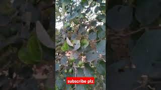 গ্রামের কিছু সুন্দর দৃশ্য savlogs mychannel nuturephotography shortvideo [upl. by Sivert860]