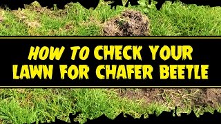 Beetle Mania  How to check your lawn for Chafer beetle grubs [upl. by Lehcear211]