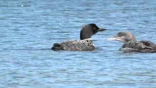 The haunting call of the Common Loon [upl. by Einnaffit842]