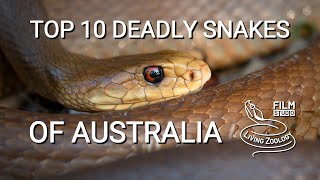 Top 10 dangerous and deadly venomous snakes from Australia [upl. by Gnoht]