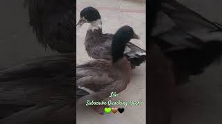 Ducks Quacking Quack💫💢💞 duck youtubeshorts birds [upl. by Allets531]