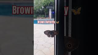 Brown Butterfly 🦋 inside the house gillenvlog shorts [upl. by Ettenuahs632]