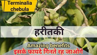 हरीतकी के फायदे  हरड़  Terminalia chebula  Chebulic Myrobalan  Medicinal benefits and home uses [upl. by Wie]