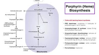 Porphyrins  Heme b Biosynthesis and its Regulation [upl. by Laundes]