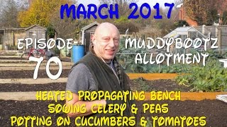 MuddyBootz Allotment 70  Heated Propagating Bench  Sowing Peas amp Celery  Potting On Cucumbers [upl. by Ididn]