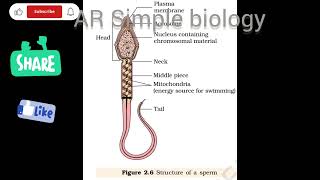 2nd pu biology important diagrams for midterm [upl. by Ignace423]