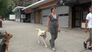 Labrador Learns to Walk on the leash  Dog Training  DCTK9  Part 3 [upl. by Christensen]