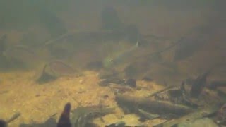 Corydoras migration in Cano Libertad Rio Apaporis By Heiko Bleherm4v [upl. by Adniled857]