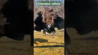 Cinereous vulture vultures wildlife wildbirdlife nature shorts [upl. by Milzie]