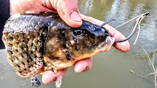 HUGE FISH Crushes MONSTER BAIT River Fishing [upl. by Uel]