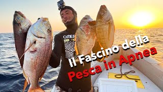 PESCA IN APNEA A 40M IN SICUREZZA ACCORGIMENTI IMPORTANTI [upl. by Neil37]