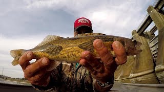 Sauger Fishing  Catching Sauger and Bass At Guntersville Dam [upl. by Assennav64]