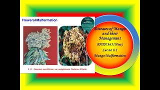 28 PATH 365 New Lec no 81 amp 82 Mango Malformationpowdery Mildew [upl. by Odlaumor]