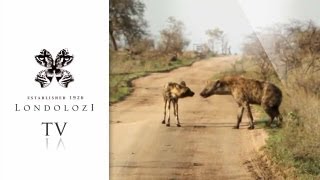 Wild Dog and Hyena Interaction  Londolozi TV [upl. by Kenneth]