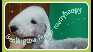 베들링턴테리어Bedlington TerrierDog groomig애견미용 [upl. by Ynahpit435]