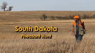 South Dakota Pheasant Hunt  Birds In the Wind and Heat [upl. by Umeko]