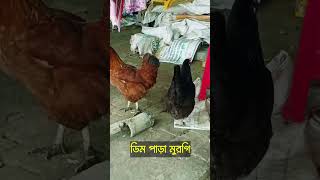 ডিম পাড়া মুরগি murgipalon poultryfarming deshimurgipalan chickenfarming chicken [upl. by Aivin]