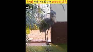 Shoebill bird sounds like gunbirds shoebill birdshorts ytshorts factsamazingfacts aj Sharma [upl. by Sirej644]