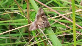 Silver Y Autographa gamma [upl. by Zobkiw]