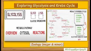 Cellular Respiration Insights Exploring Glycolysis and Krebs Cycle [upl. by Romie318]