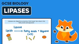 Digestive Enzymes Lipases  GCSE Biology [upl. by Etsirhc]