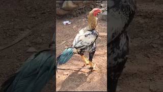 rr roosters atmyoutubeshorts viralvideo birds subscribemychannel [upl. by Nnaeinahpets]