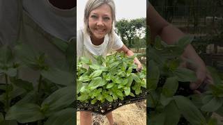 Planting Floret Collections gardening zinnias celosia flowers flowerfarming [upl. by Thorlay]